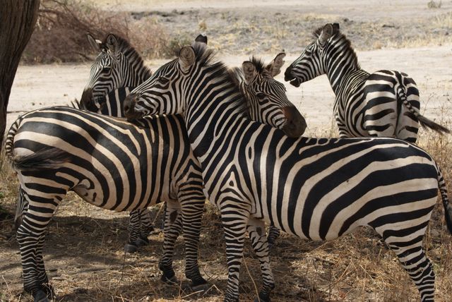 Group of zebras interacting in their natural habitat with close contact among them. Ideal for use in wildlife documentaries, educational materials, travel brochures about African safaris, and websites focusing on nature and animal behavior.