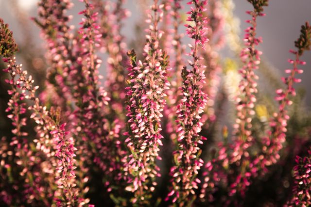 This close-up captures the vibrant heather flowers in full bloom, showcasing shades of pink and purple. Ideal for use in gardening blogs, floral arrangements, nature-themed décor, and botanical studies. Can also be featured in websites and print material focused on horticulture and outdoor beauty.