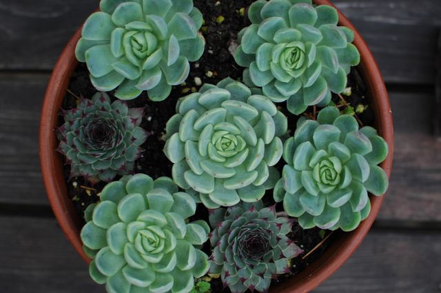Top View of Potted Succulent Plants in Terracotta Pot - Download Free Stock Photos Pikwizard.com