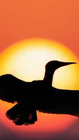 Silhouette Bird Flying Across Vibrant Orange Sunset Vertical Video Loop for Backgrounds