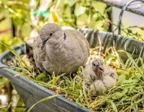 Parent turtledove protecting young chick in urban garden