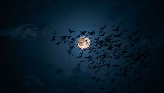 Swarming Bats Across Moonlit Sky with Mystical Atmosphere