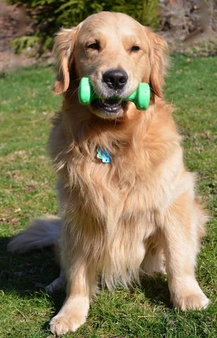 Golden retriever holding green toy outdoors