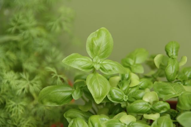 This image showcases a close-up of a vibrant basil plant against a light green background, emphasizing its fresh, lush leaves. Perfect for content related to gardening, organic food, healthy eating, culinary herbs, or home cooking. Ideal for use in blogs, websites, and promotional materials focused on natural ingredients, kitchen gardening, or sustainable living.
