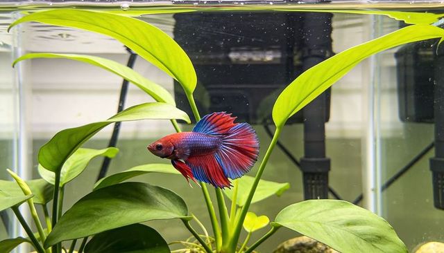 Betta fish displaying vibrant red and blue flowing fins in planted desktop aquarium