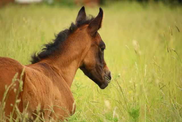 Young brown foal standing in a tall grassy field, showcasing its natural environment. Perfect for use in agricultural promotions, equine care advertisements, or rural lifestyle blogs.