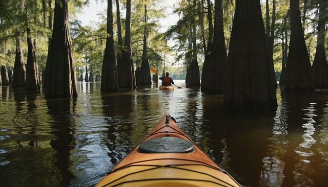 Paddling orange kayak through cypress swamp with reflective water and towering trees