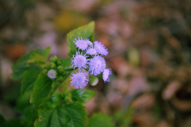 Detail of purple wildflowers showcasing their delicate petals and vibrant green leaves. Ideal for nature-themed blogs, botanical studies, eco-friendly projects, or any content that emphasizes natural beauty and plant life.