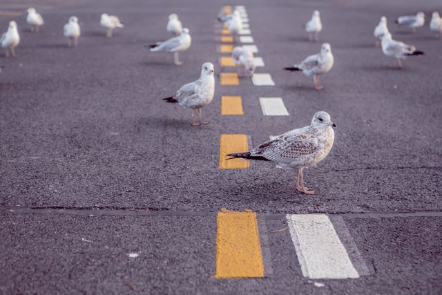 Seagulls standing on an empty road with colorful markings on an asphalt surface. Suitable for use in urban wildlife themes, transportation, road safety, and city-related articles and marketing materials.