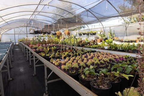 Hoop greenhouse showcasing potted succulents and cacti on metal propagation benches