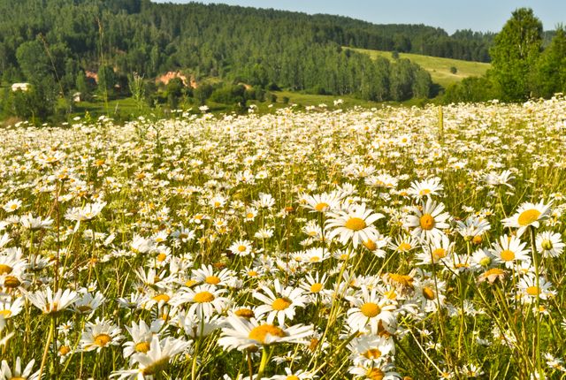 Blooming Daisy Field in Rural Landscape Under Sunny Sky - Download Free Stock Photos Pikwizard.com