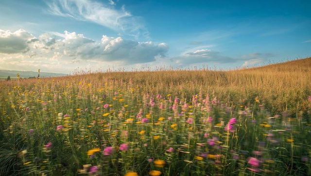 Swaying wildflower meadow on rolling hill under expansive cumulus sky at golden hour
