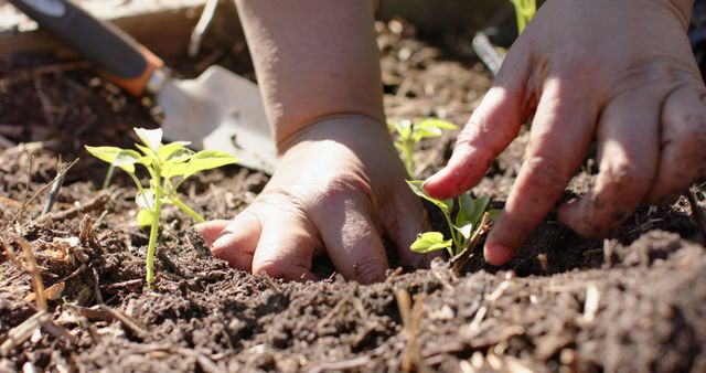 Close up of hands of senior biracial woman planting seeds in sunny garden. Senior lifestyle, nature, hobbies and gardening.