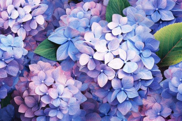 Full frame of blue and pink hydrangeas background, created using generative ai technology. Flower, nature, colour and wallpaper concept digitally generated image.