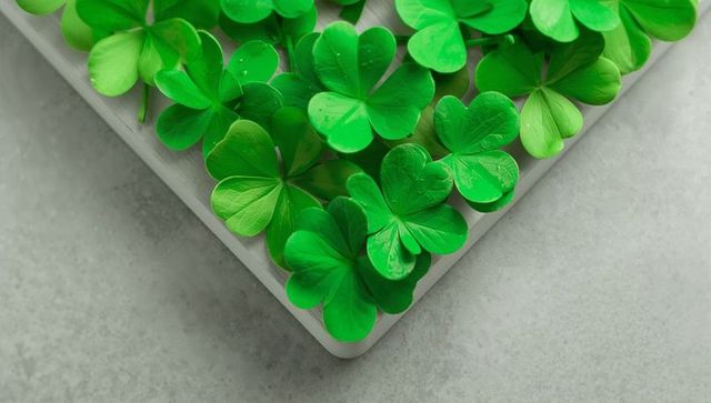 Displaying Vibrant Shamrock Leaves on White Tray with Water Droplets on Gray Counter