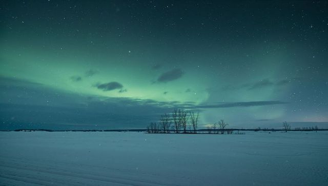 Emerald aurora dancing over snow-covered plain with silhouetted leafless trees