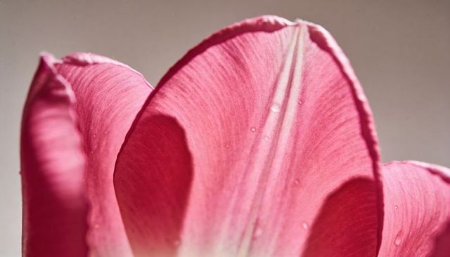 Macro magenta tulip petals showing dew drops, delicate veins and soft textured curves