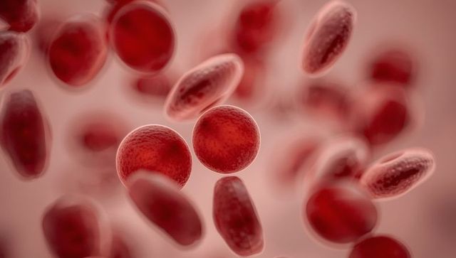 Floating red blood cells in microscopic blood vessel