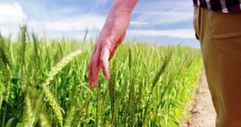 Close-up of Outstretched Hand Inspecting Green Wheat Field on Sunny Day
