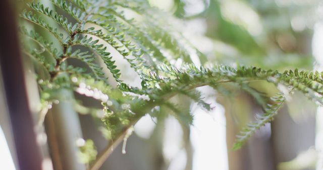Perfect for use in nature-themed projects, botanical studies, gardening articles, or backgrounds emphasizing natural beauty. Highlights intricate details and lush green of fern leaves, displays interplay of light and shadow.