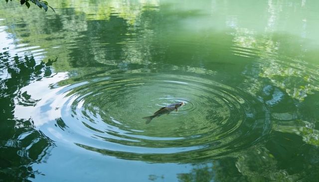 Carp breaking surface in calm green pond creating concentric ripples and woodland reflections