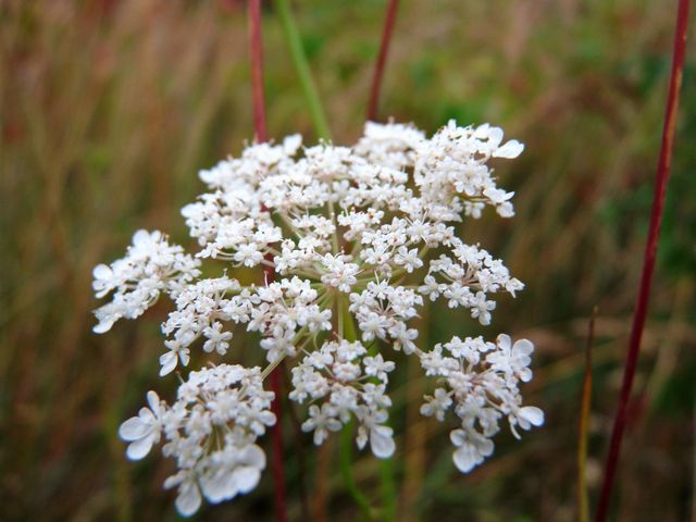 Detailed close-up of a blooming white wildflower, likely Queen Anne's lace, in natural meadow environment. Ideal for nature backgrounds, educational materials on wildflowers, or floral posters highlighting delicate beauty of wild plants.