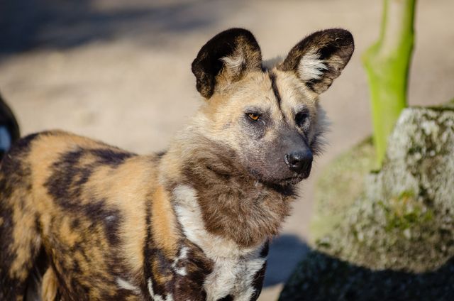 Close-up of an African wild dog in its natural habitat, showcasing its unique spotted coat and alert expression. Ideal for use in educational materials about wildlife, conservation efforts, and animal behavior. Perfect for illustrating richness of biodiversity in Africa and importance of preserving endangered species.