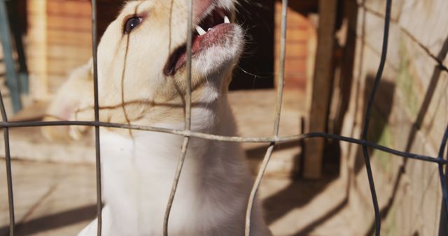 This stock image features an adorable white puppy biting on a metal wire fence in a backyard setting with sunlight illuminating the scene. Ideal for use in advertising pet products, promoting puppy adoption, or illustrating articles about pet care and behavior.