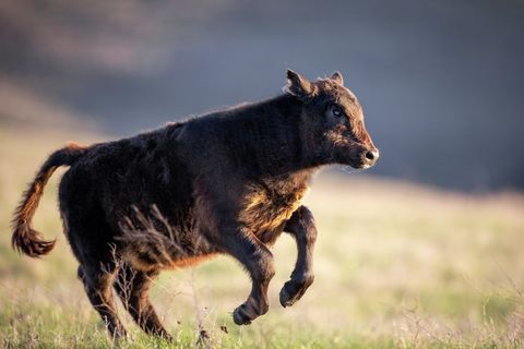 Young Black Calf Running Through Sunlit Meadow at Golden Hour
