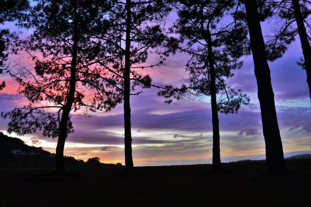 Silhouettes of tall trees against a vibrant sunset sky with hues of pink, purple, and orange. Ideal for use in nature and landscape themes, the photo conveys tranquility and timeless beauty. Excellent backdrop for environmental blogs, meditation apps, posters promoting relaxation and outdoor activities, or wall décor promoting a sense of peace and calm.