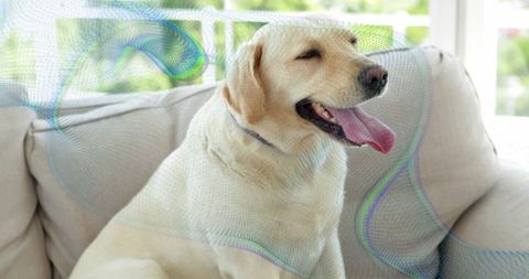 Labrador retriever in sunroom, relaxed and content