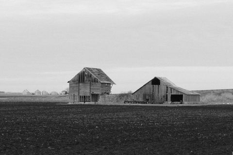 Weathered Barns Standing Over Bare Field Monochrome Rural Landscape Evoking Abandonment