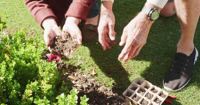 Seniors Gardening and Planting in Sunlit Yard - Download Free Stock Images Pikwizard.com