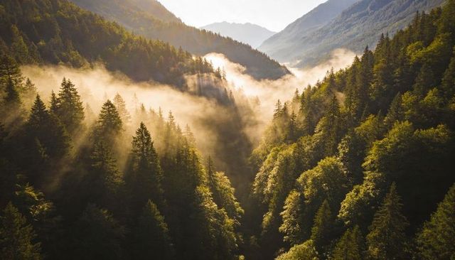 Sunbeams streaming through mist-filled alpine valley over evergreen and broadleaf canopy