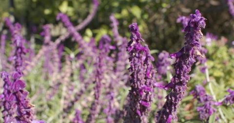 Sunlit purple sage spikes with dried petals and soft bokeh, garden border perennial