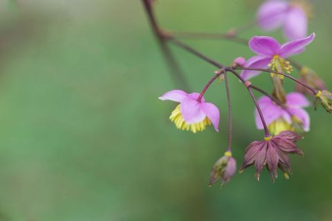 Delicate pink wildflowers with yellow stamens dangling on soft green blurred background
