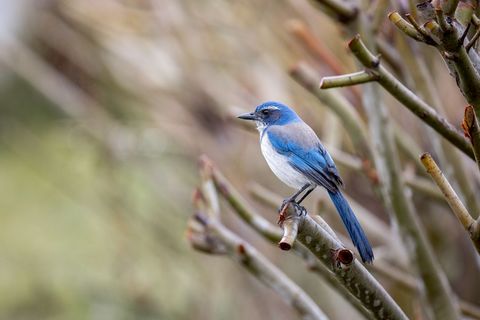 Blue jay perched on branch in natural habitat