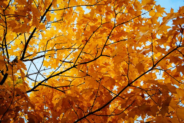 Beautiful view of Autumn tree against blue sky. Autumn season concept 