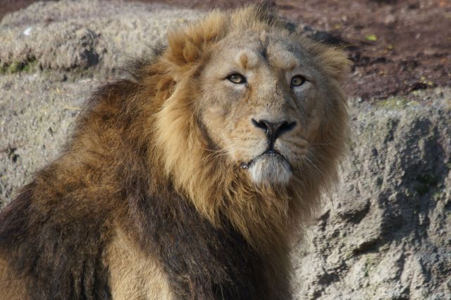 A close-up of a majestic lion sitting with a rocky backdrop. The lion's intense gaze and thick mane create a powerful image suitable for wildlife photography, nature documentaries, educational materials, and conservation projects.