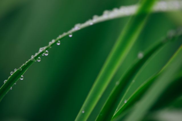 Shows close-up view of morning dew drops on a grass blade, emphasizing detail and freshness, creating a serene and natural feel. Useful for nature-related themes, environmental preservation content, and backgrounds focused on the beauty of simple natural elements.