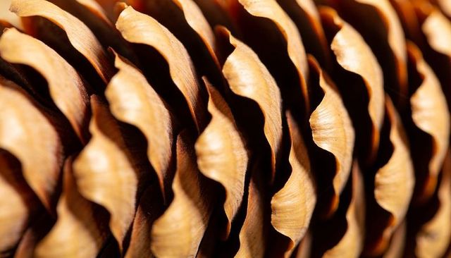 Macro diagonal pattern of pine cone scales with fibrous ridges and warm brown texture