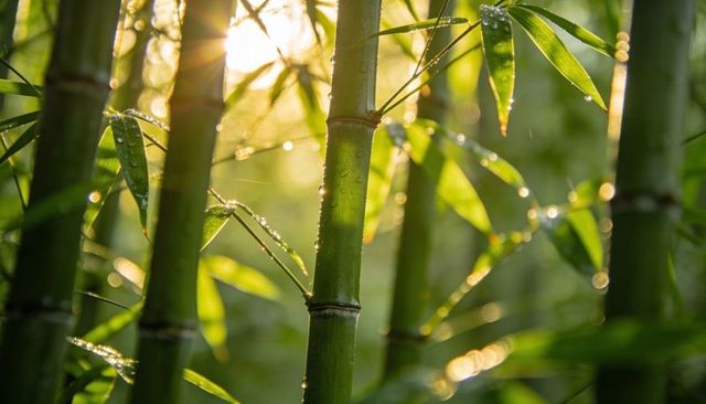 Shimmering bamboo stalks catching golden morning sun and dew drops, backlit green bokeh