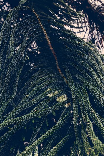 Close-up view of intertwined green palm leaves in a lush rainforest environment. The dense and intricate foliage creates a textured and pattern-rich scene, ideal for nature-themed backgrounds, botanical studies, or exotic travel promotions. This image highlights the rich biodiversity and organic beauty of tropical ecosystems.