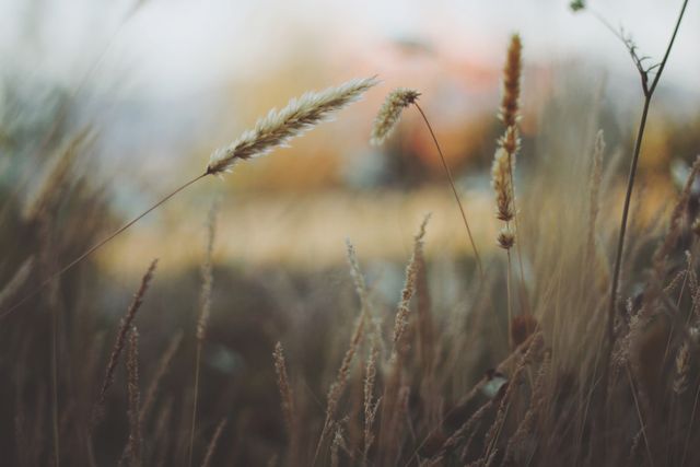 Close-Up of Wheat Stalks in Serene Field - Download Free Stock Images Pikwizard.com