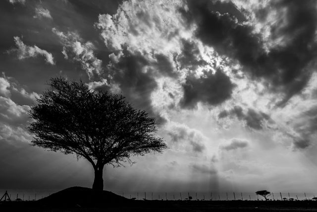 This black and white landscape captures a solitary tree standing against a dramatic, cloud-filled sky. The monochrome tones add a sense of calm and contemplation, making it perfect for use in art prints, backgrounds for design projects, or any context that needs a touch of serene or dramatic nature imagery.
