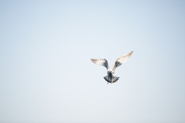 A seagull soaring with wings spread wide against a clear blue sky. Ideal for use in nature, wildlife, and freedom-themed projects. Perfect for websites, blogs, or articles about birdwatching, outdoor adventures, and the beauty of nature.