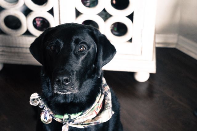A black labrador wearing a plaid bandana sits indoors against a wooden floor, in front of a white cabinet with circular cutouts. Ideal for pet care advertisements, home decor promotions, and animal-themed marketing materials.