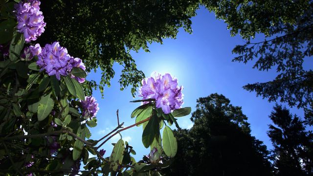 Close-up of purple flowers hanging from greenery, illuminated by the bright blue sky and sunshine. Suitable for themes related to nature, summer, outdoors, gardening, and botany. Can be used for blog articles, advertising, nature calendars, and greeting cards.