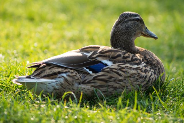Mallard duck sitting on lush green grass on sunny day, with natural light highlighting feathers. Ideal for use in articles about wildlife, nature, birdwatching, tranquility, or outdoor activities. Suitable for educational materials or nature-themed blogs and websites.