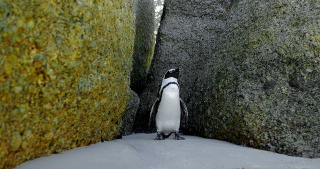 A lone penguin stands between large rocks, with copy space. Its natural habitat highlights the stark beauty of the polar environment.